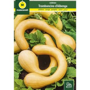 Graines de Courge Tromboncino d&rsquo;Albenga