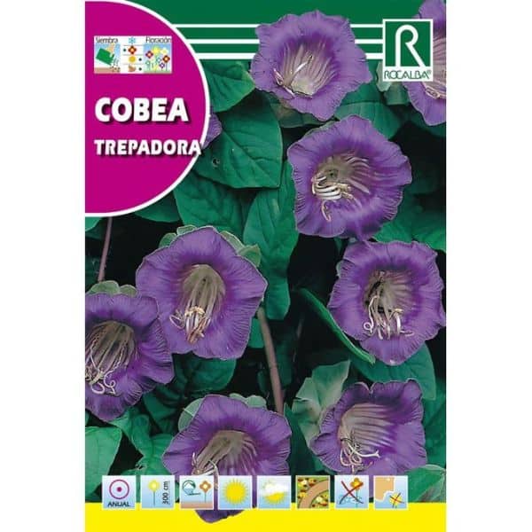 Graines de Cobée - ROCALBA – Image 3