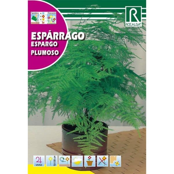 Graines d'Asparagus Plumes