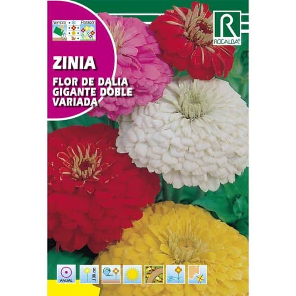 Graines de Zinnia à Fleur de Dalia Double Géante