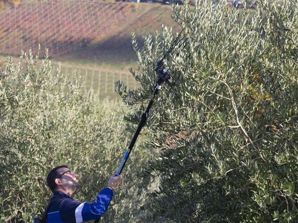 Peigne Électrique HERCULES 6 ECO -  Campagnola – Image 5