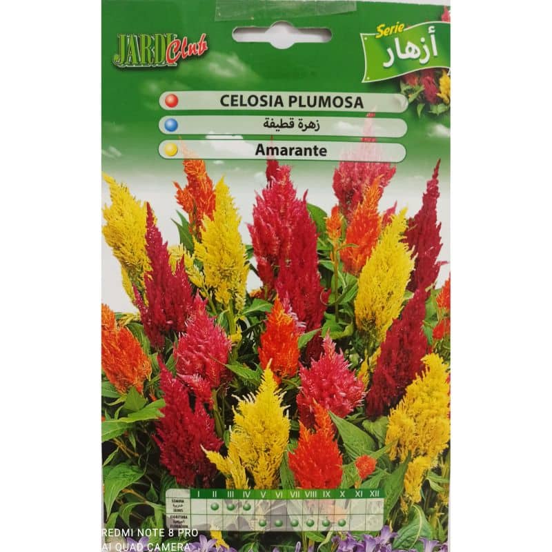 Graine de célosie Plumosa