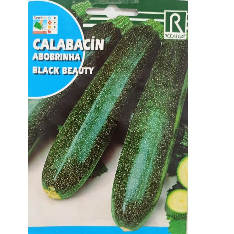 Graine de Courgette Black Beauty