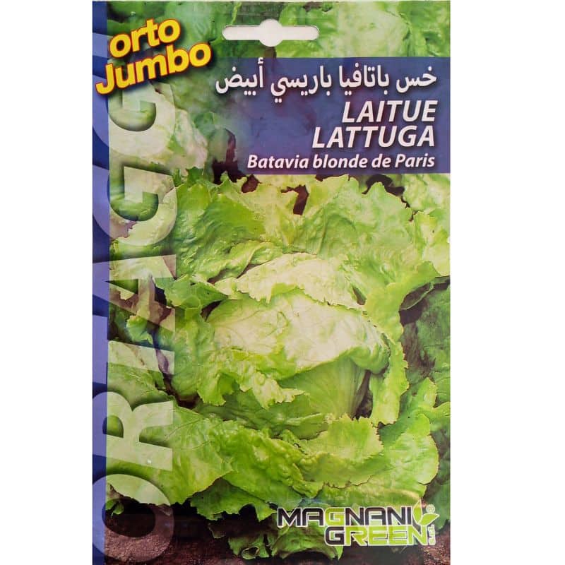 Graine de laitue batavia