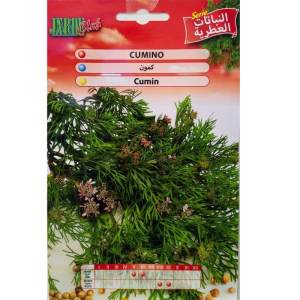 Graines de Cumin (Cuminum cyminum)