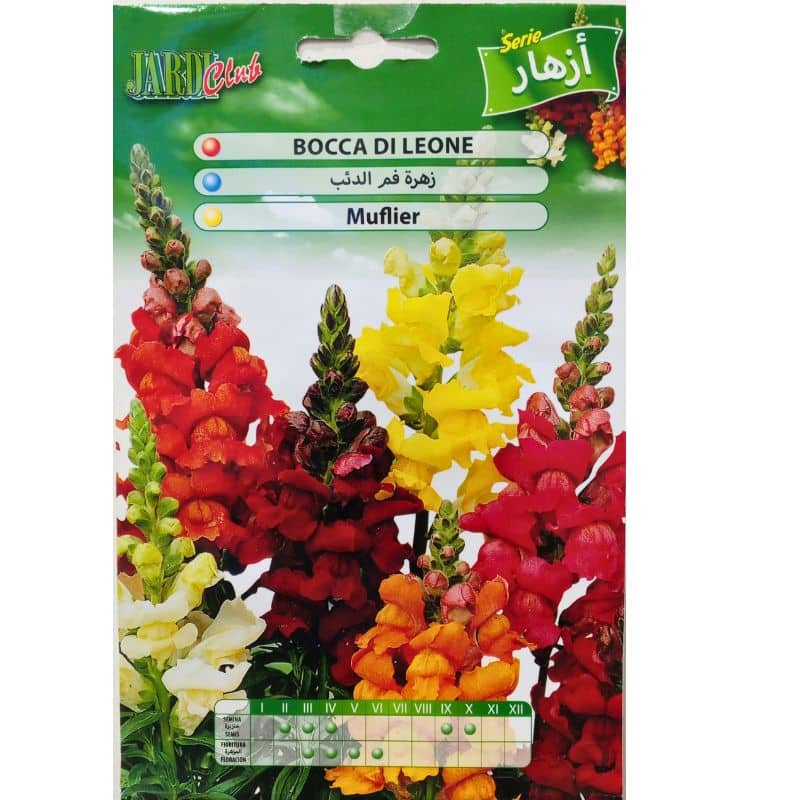 Graines de Muflier (Bocca di Leone)