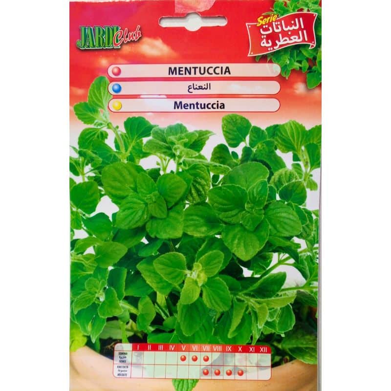 Graines de Menthe Romaine