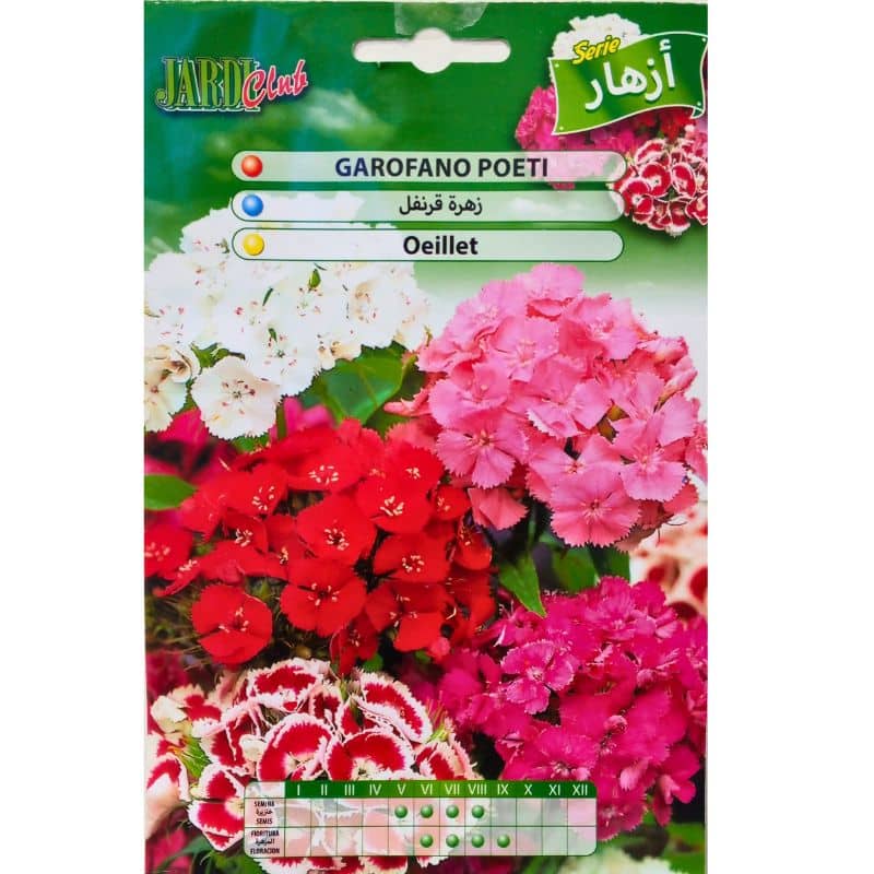 Graines d’Œillet de Poètes