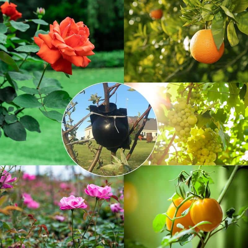 Boule de Marcottage – Pack de 10 pièces – Image 11