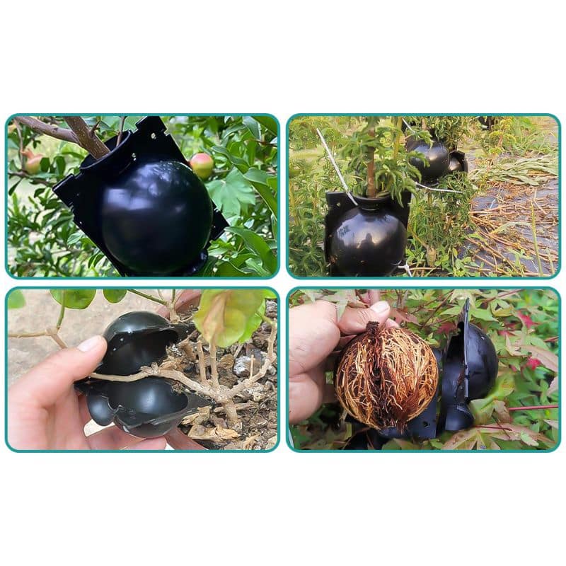 Boule de Marcottage – Pack de 10 pièces – Image 3