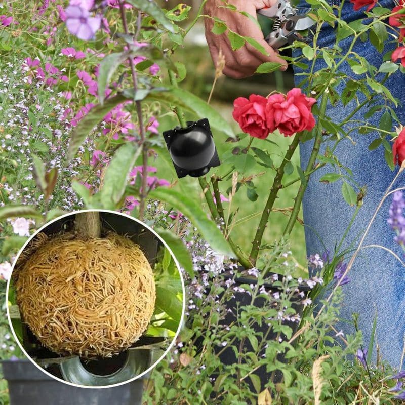 Boule de Marcottage – Pack de 10 pièces – Image 5