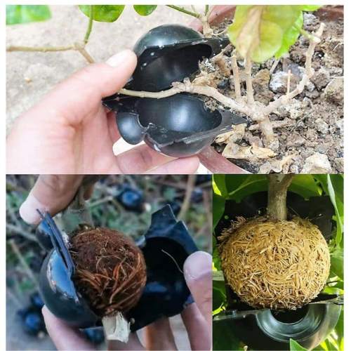 Boule de Marcottage – Pack de 10 pièces – Image 10