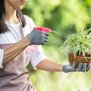 Soin plantes